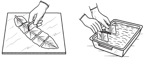 Иллюстрация к книге — Комнатные деревья и кустарники: лимон, вишня, гранат, можжевельник, акация, жасмин и многие другие [i_079.jpg]