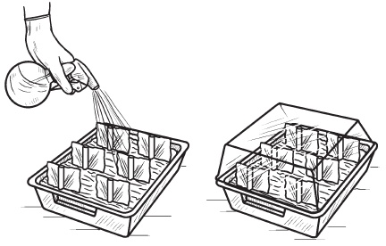 Иллюстрация к книге — Комнатные деревья и кустарники: лимон, вишня, гранат, можжевельник, акация, жасмин и многие другие [i_080.jpg]