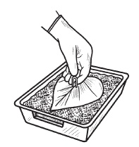 Иллюстрация к книге — Комнатные деревья и кустарники: лимон, вишня, гранат, можжевельник, акация, жасмин и многие другие [i_084.jpg]