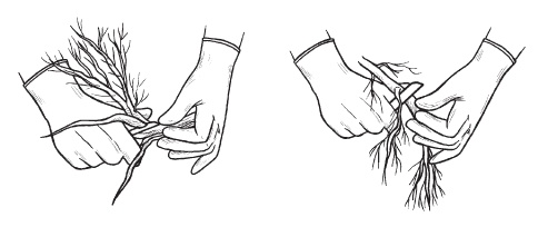 Иллюстрация к книге — Комнатные деревья и кустарники: лимон, вишня, гранат, можжевельник, акация, жасмин и многие другие [i_088.jpg]