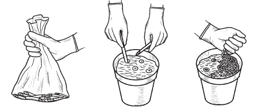 Иллюстрация к книге — Комнатные деревья и кустарники: лимон, вишня, гранат, можжевельник, акация, жасмин и многие другие [i_090.jpg]