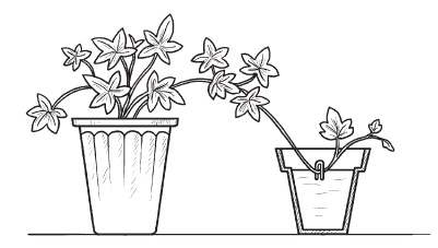 Иллюстрация к книге — Комнатные деревья и кустарники: лимон, вишня, гранат, можжевельник, акация, жасмин и многие другие [i_091.jpg]