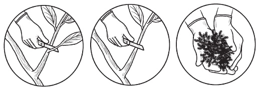 Иллюстрация к книге — Комнатные деревья и кустарники: лимон, вишня, гранат, можжевельник, акация, жасмин и многие другие [i_092.jpg]