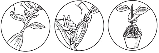 Иллюстрация к книге — Комнатные деревья и кустарники: лимон, вишня, гранат, можжевельник, акация, жасмин и многие другие [i_094.jpg]