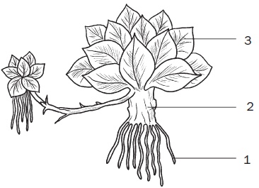 Иллюстрация к книге — Комнатные деревья и кустарники: лимон, вишня, гранат, можжевельник, акация, жасмин и многие другие [i_095.jpg]