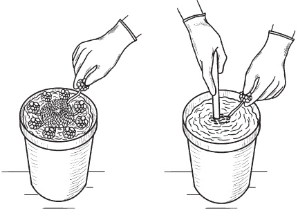 Иллюстрация к книге — Комнатные деревья и кустарники: лимон, вишня, гранат, можжевельник, акация, жасмин и многие другие [i_096.jpg]