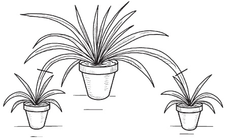 Иллюстрация к книге — Комнатные деревья и кустарники: лимон, вишня, гранат, можжевельник, акация, жасмин и многие другие [i_097.jpg]