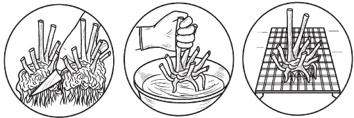 Иллюстрация к книге — Комнатные деревья и кустарники: лимон, вишня, гранат, можжевельник, акация, жасмин и многие другие [i_100.jpg]