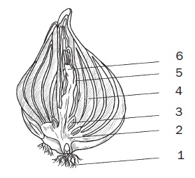 Иллюстрация к книге — Комнатные деревья и кустарники: лимон, вишня, гранат, можжевельник, акация, жасмин и многие другие [i_101.jpg]