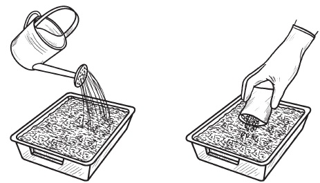 Иллюстрация к книге — Комнатные деревья и кустарники: лимон, вишня, гранат, можжевельник, акация, жасмин и многие другие [i_106.jpg]