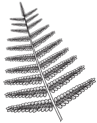 Иллюстрация к книге — Комнатные деревья и кустарники: лимон, вишня, гранат, можжевельник, акация, жасмин и многие другие [i_108.jpg]