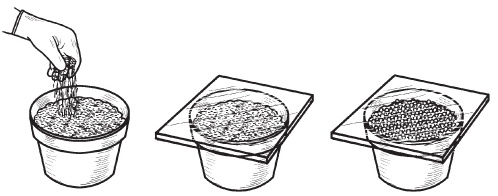 Иллюстрация к книге — Комнатные деревья и кустарники: лимон, вишня, гранат, можжевельник, акация, жасмин и многие другие [i_109.jpg]