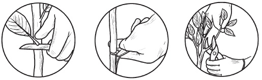 Иллюстрация к книге — Комнатные деревья и кустарники: лимон, вишня, гранат, можжевельник, акация, жасмин и многие другие [i_111.jpg]