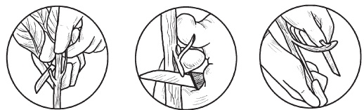 Иллюстрация к книге — Комнатные деревья и кустарники: лимон, вишня, гранат, можжевельник, акация, жасмин и многие другие [i_112.jpg]