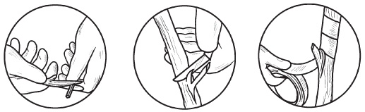 Иллюстрация к книге — Комнатные деревья и кустарники: лимон, вишня, гранат, можжевельник, акация, жасмин и многие другие [i_113.jpg]