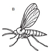 Иллюстрация к книге — Комнатные деревья и кустарники: лимон, вишня, гранат, можжевельник, акация, жасмин и многие другие [i_117.jpg]