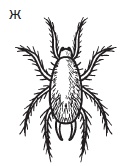 Иллюстрация к книге — Комнатные деревья и кустарники: лимон, вишня, гранат, можжевельник, акация, жасмин и многие другие [i_121.jpg]