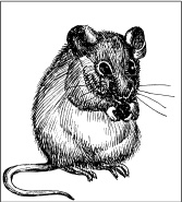 Иллюстрация к книге — Выжигание по дереву [_01.jpg]