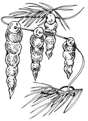 Иллюстрация к книге — Поделки из папье-маше [i_095.jpg]