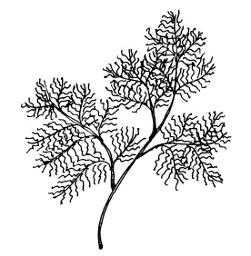 Иллюстрация к книге — Овощи и зелень. Огород на моем подоконнике [i_003.jpg]