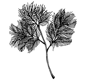 Иллюстрация к книге — Овощи и зелень. Огород на моем подоконнике [i_004.jpg]