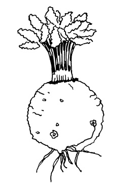 Иллюстрация к книге — Овощи и зелень. Огород на моем подоконнике [i_008.jpg]