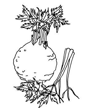 Иллюстрация к книге — Овощи и зелень. Огород на моем подоконнике [i_009.jpg]