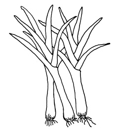 Иллюстрация к книге — Овощи и зелень. Огород на моем подоконнике [i_011.jpg]