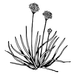 Иллюстрация к книге — Овощи и зелень. Огород на моем подоконнике [i_012.jpg]