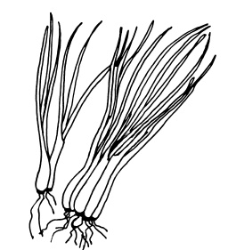 Иллюстрация к книге — Овощи и зелень. Огород на моем подоконнике [i_013.jpg]