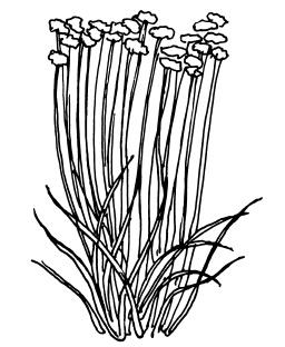 Иллюстрация к книге — Овощи и зелень. Огород на моем подоконнике [i_014.jpg]