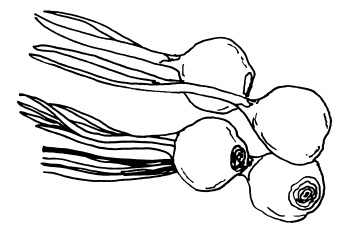 Иллюстрация к книге — Овощи и зелень. Огород на моем подоконнике [i_016.jpg]