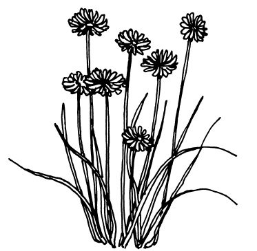 Иллюстрация к книге — Овощи и зелень. Огород на моем подоконнике [i_017.jpg]