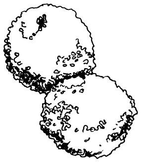 Иллюстрация к книге — Овощи и зелень. Огород на моем подоконнике [i_018.jpg]