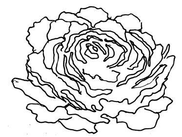 Иллюстрация к книге — Овощи и зелень. Огород на моем подоконнике [i_021.jpg]