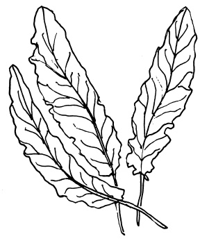 Иллюстрация к книге — Овощи и зелень. Огород на моем подоконнике [i_022.jpg]