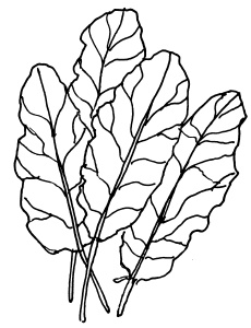 Иллюстрация к книге — Овощи и зелень. Огород на моем подоконнике [i_023.jpg]