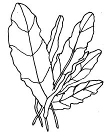 Иллюстрация к книге — Овощи и зелень. Огород на моем подоконнике [i_024.jpg]