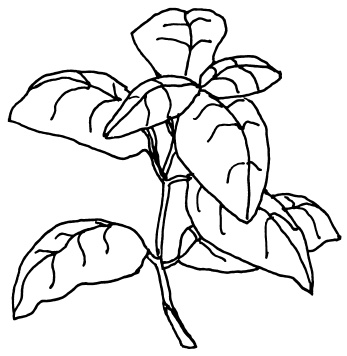 Иллюстрация к книге — Овощи и зелень. Огород на моем подоконнике [i_028.jpg]