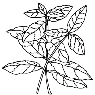 Иллюстрация к книге — Овощи и зелень. Огород на моем подоконнике [i_029.jpg]