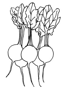 Иллюстрация к книге — Овощи и зелень. Огород на моем подоконнике [i_031.jpg]