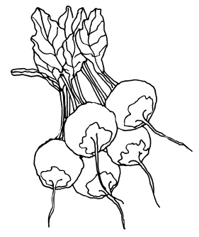 Иллюстрация к книге — Овощи и зелень. Огород на моем подоконнике [i_032.jpg]