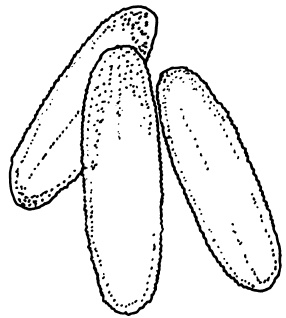 Иллюстрация к книге — Овощи и зелень. Огород на моем подоконнике [i_033.jpg]