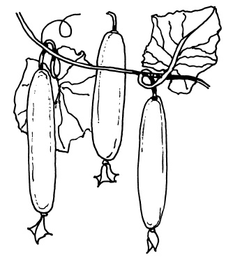 Иллюстрация к книге — Овощи и зелень. Огород на моем подоконнике [i_034.jpg]