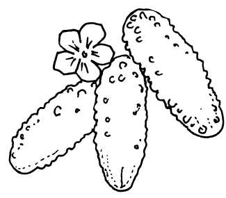 Иллюстрация к книге — Овощи и зелень. Огород на моем подоконнике [i_037.jpg]