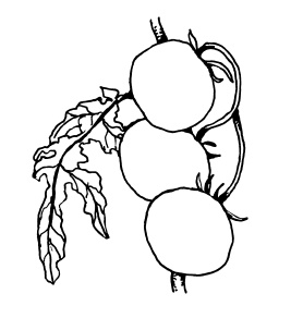 Иллюстрация к книге — Овощи и зелень. Огород на моем подоконнике [i_038.jpg]