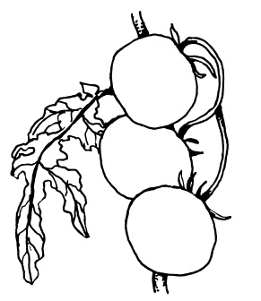 Иллюстрация к книге — Овощи и зелень. Огород на моем подоконнике [i_039.jpg]