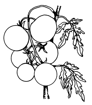 Иллюстрация к книге — Овощи и зелень. Огород на моем подоконнике [i_041.jpg]