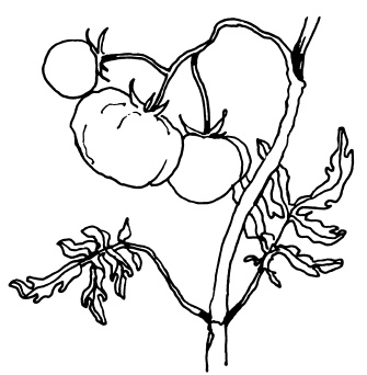 Иллюстрация к книге — Овощи и зелень. Огород на моем подоконнике [i_042.jpg]