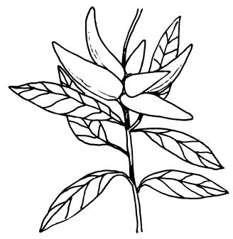 Иллюстрация к книге — Овощи и зелень. Огород на моем подоконнике [i_046.jpg]